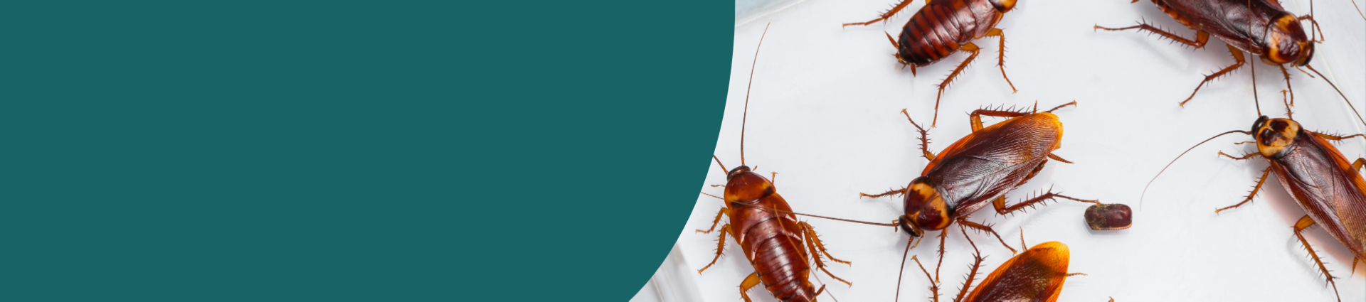 Image of cockroaches