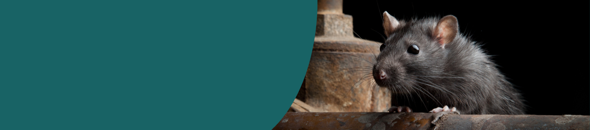 Header image of a rat